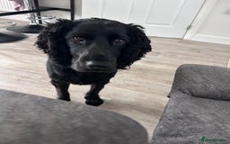 Cocker Spaniel dogs for sale: 4 year old Male Working Cocker Spaniel - Image 2