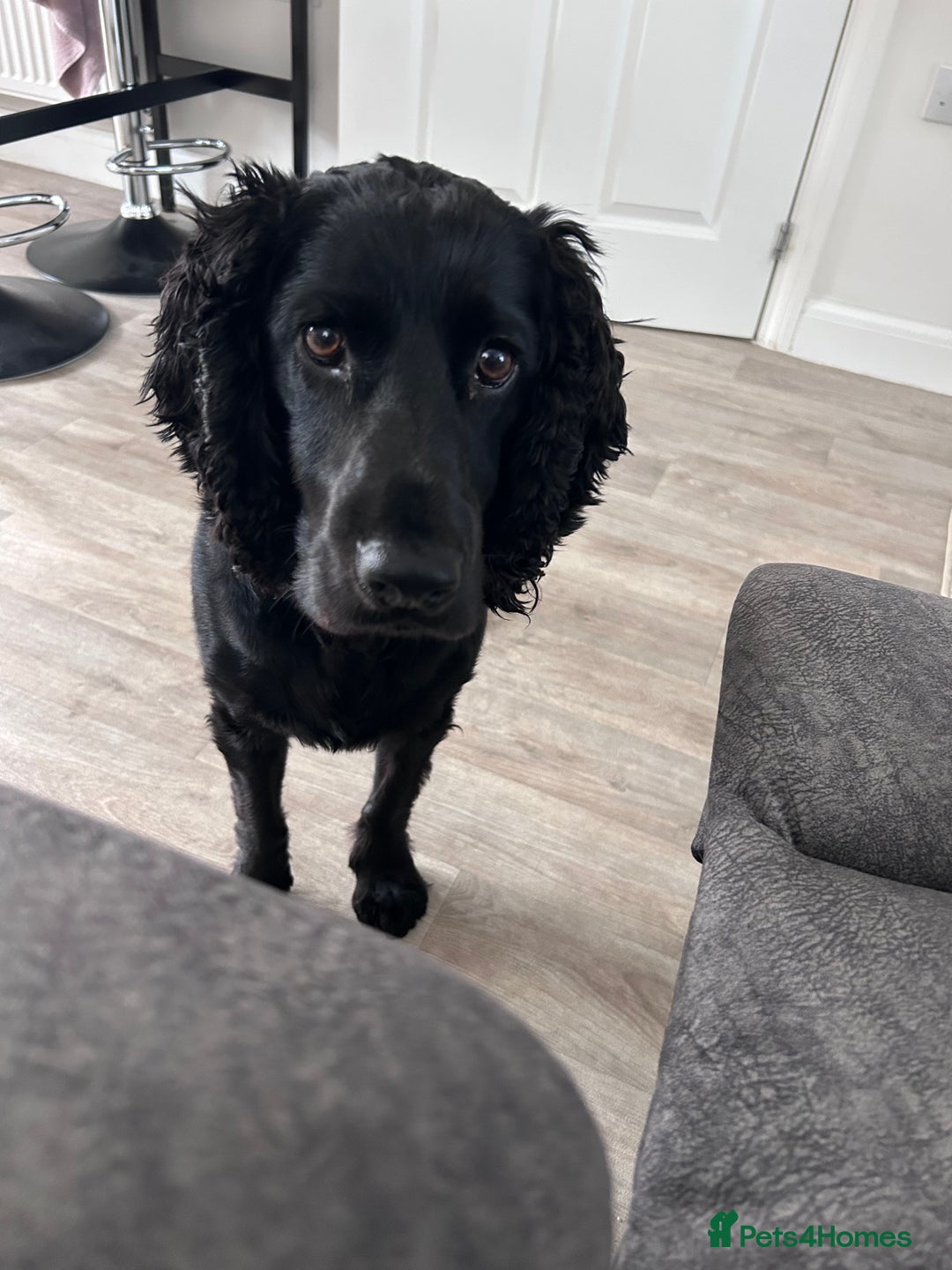 Cocker Spaniel dogs for sale: 4 year old Male Working Cocker Spaniel - Image 2