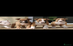 English Bull Terrier dogs for stud: Bull terrier proven stud dog  in Sheffield - Image 6