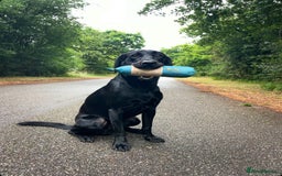 Labrador Retriever dogs for stud: Traditional Working Labrador with a Heart of Gold. - Image 7