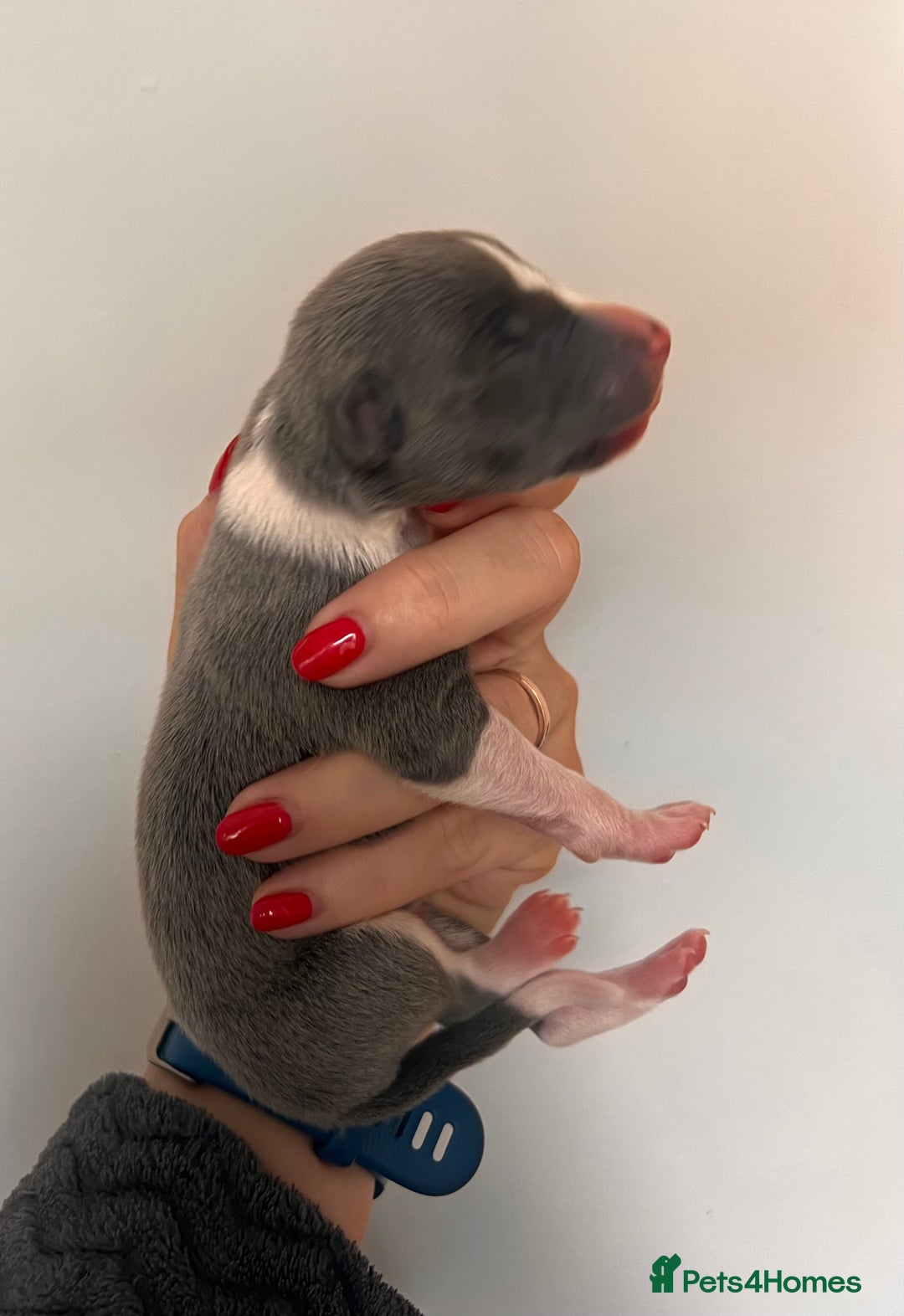 Whippet dogs for sale: Lovely petite Whippets - Image 28