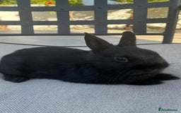 Netherland Dwarf rabbits for sale: READY boy baby Netherland black dwarf bunny - Image 4