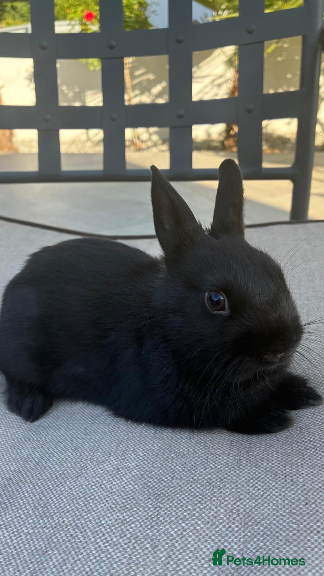 Netherland Dwarf rabbits for sale: READY boy baby Netherland black dwarf bunny - Image 4