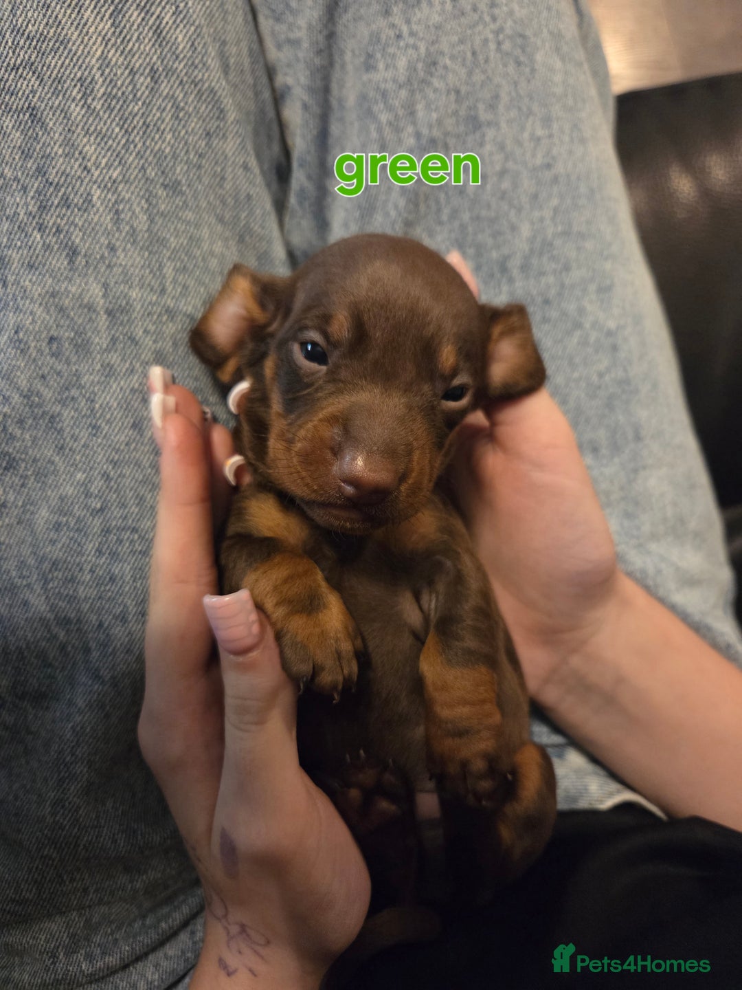 Miniature Dachshund dogs for sale: Only 4 beautiful miniature dachshund puppies - Advert 10