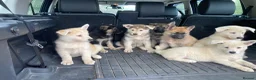 Mixed Breed dogs for sale: German Shepherd X Akita Pups - Advert 5