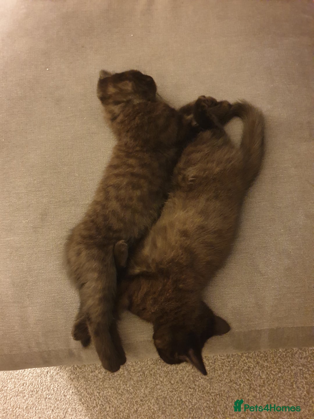 British Shorthair cats for sale: 2 female kittens - Advert 2