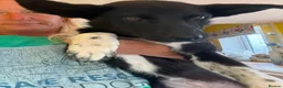 Mixed Breed dogs for adoption: Zora - Norwich Norfolk  in Norwich - Advert 6