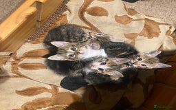 Mixed Breed cats for sale: Tabby kittens - Advert 1