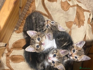 Mixed Breed cats Tabby kittens - Advert 3