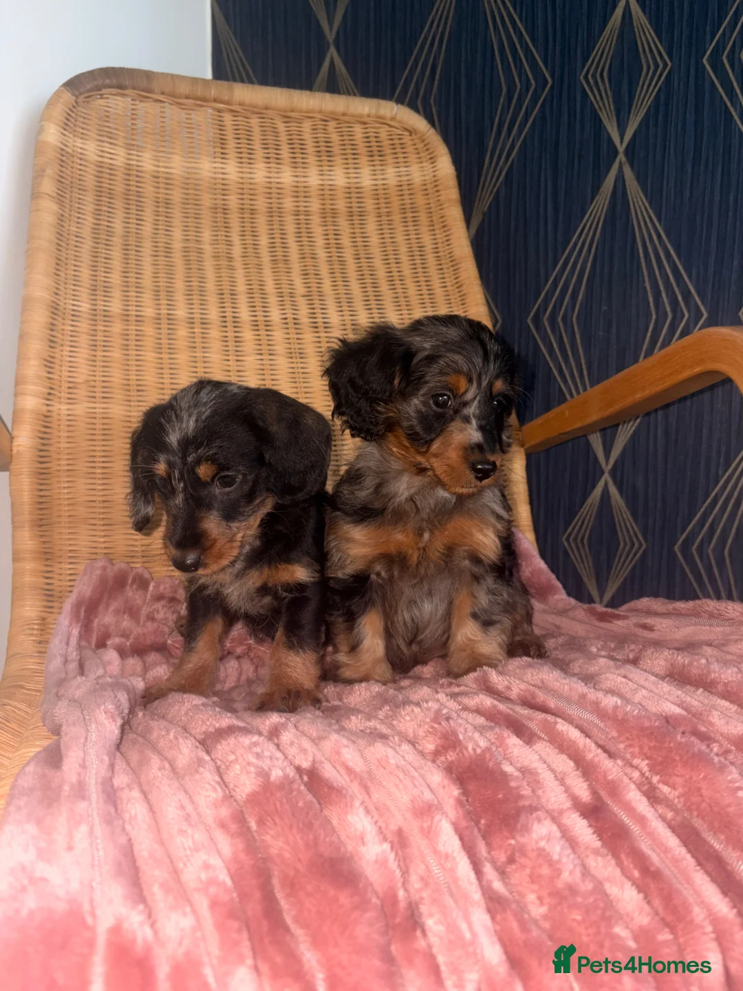 Doxiepoo dogs for sale: Doxiepoo Puppies  - Advert 3