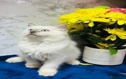Ragdoll cats for sale: TICA Registered Magnificent Ragdoll kittens  - Image 6