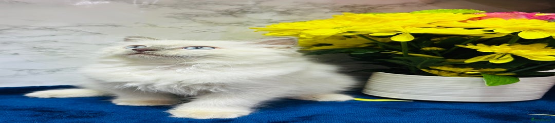 Ragdoll Kitten 1