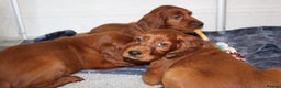 Irish Setter dogs for sale: Beautiful KC registered health tested parents - Advert 11