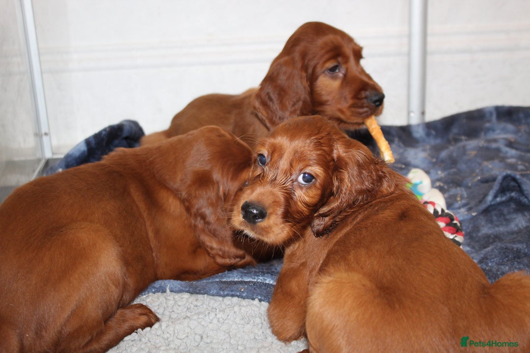 Irish Setter dogs for sale: Beautiful KC registered health tested parents - Advert 11