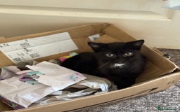 Mixed Breed cats for sale: Beautiful kittens ready for new home  - Image 11