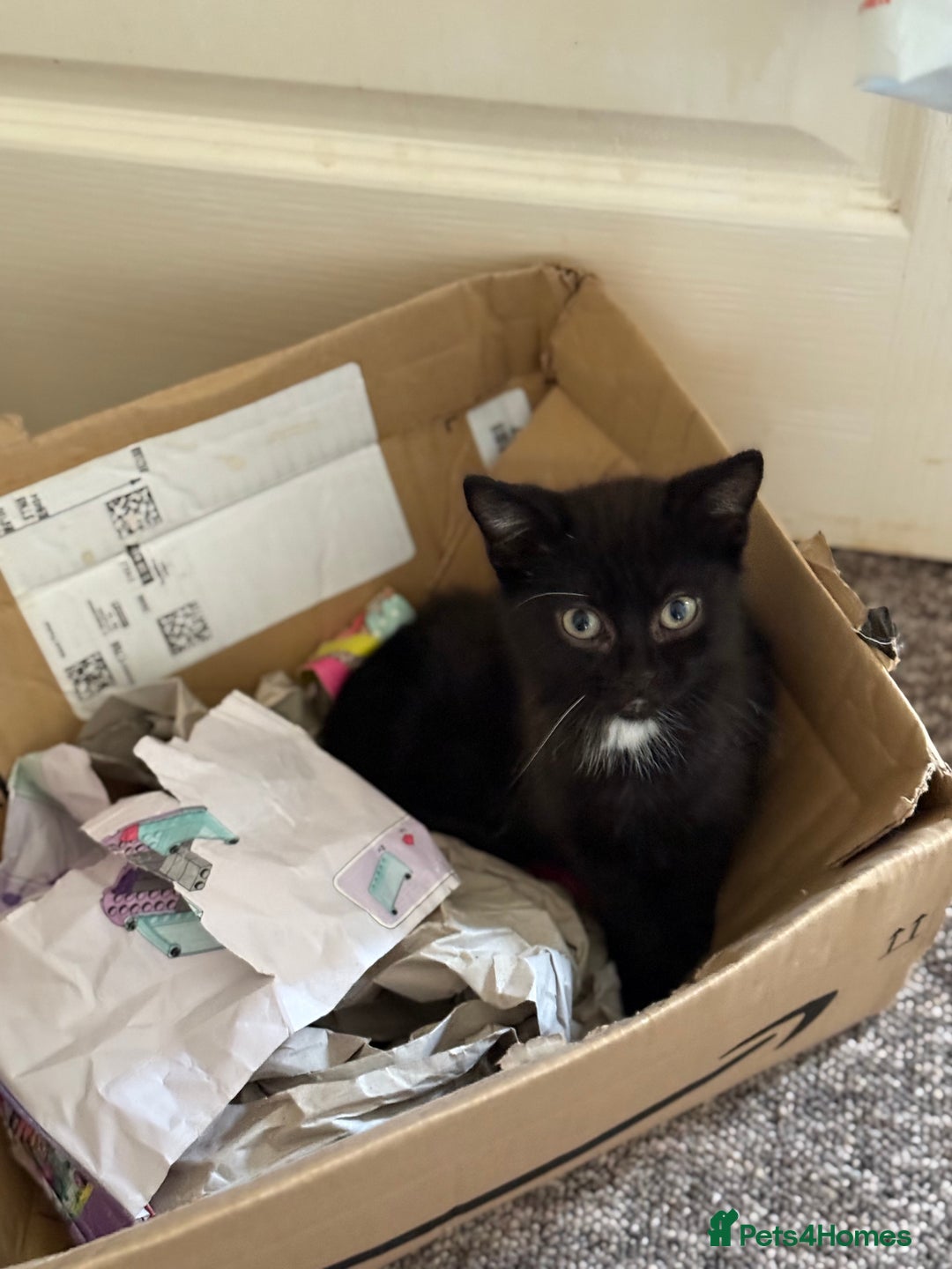 Mixed Breed cats for sale: Beautiful kittens ready for new home  - Image 11