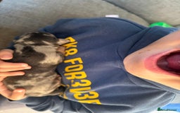 Dachshund dogs for sale: 2 beautiful girls - Image 3