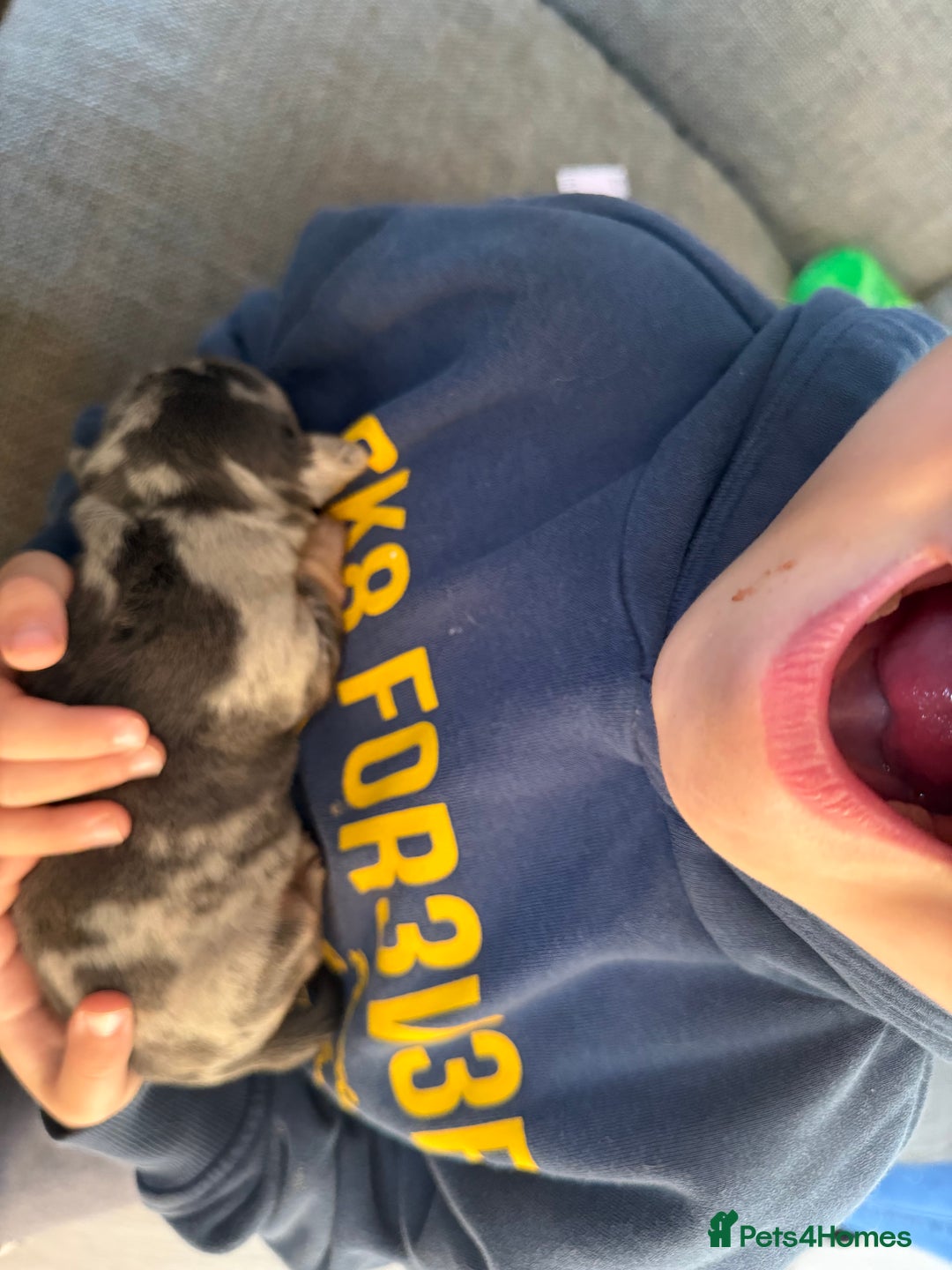 Dachshund dogs for sale: 2 beautiful girls - Image 3