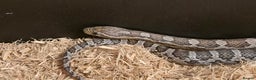 Corn Snake reptiles for sale: 11 Month Anery Corn Snake, Full Viv Setup - Advert 8