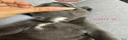 Staffordshire Bull Terrier dogs for sale: Beautiful KC Staffordshire Bull Terrier Puppies ❤️ - Advert 3