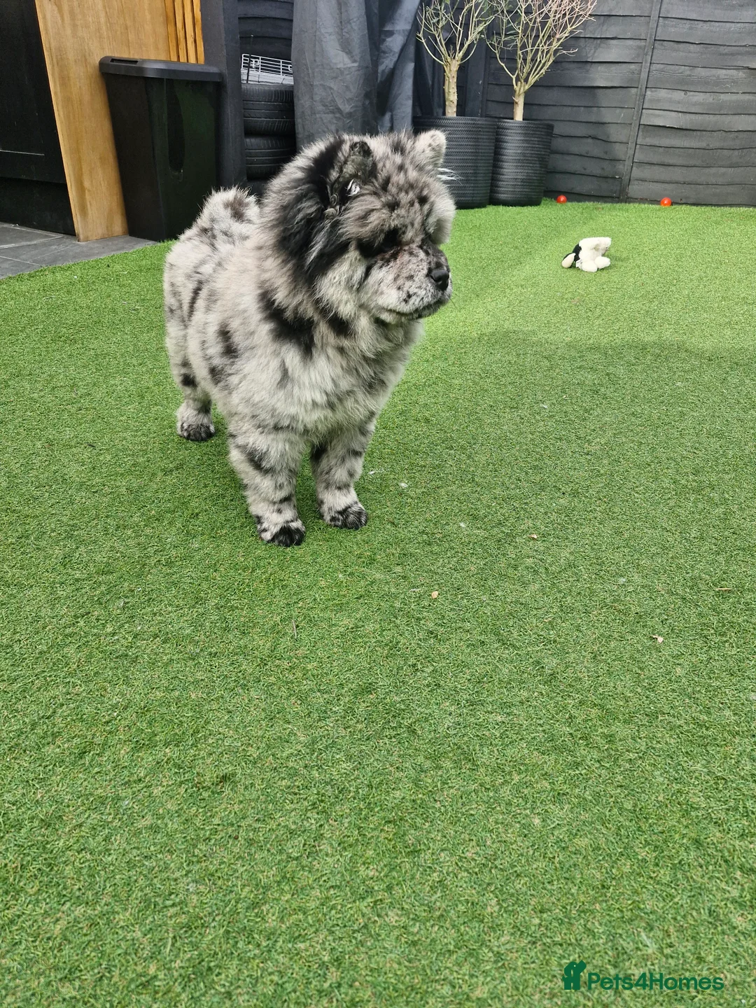 Chow Chow dogs for sale: Lovely female chow chow - Advert 2