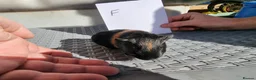 Guinea Pig rodents for sale: Baby Guinea Pigs  in Usk - Advert 23