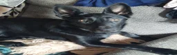 Belgian Shepherd Dog dogs for sale: Malinois Girl - Advert 3