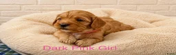 Cavapoo dogs for sale: Health tested F1 Cavapoo puppies 🐶🥰 - Advert 7