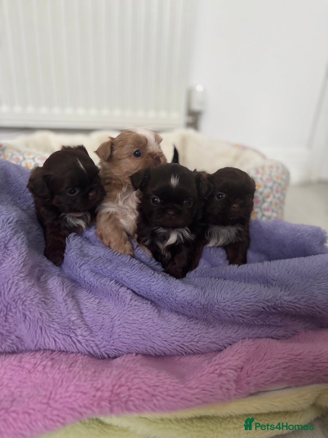 Shih Tzu dogs for sale: KC Imperial Shih Tzu puppies  - Advert 2