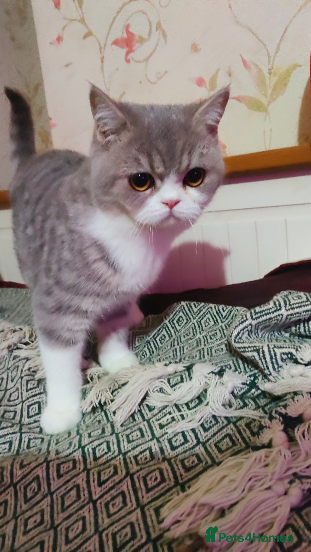 Exotic cats for sale: Two exotic shorthair boys  - Image 5