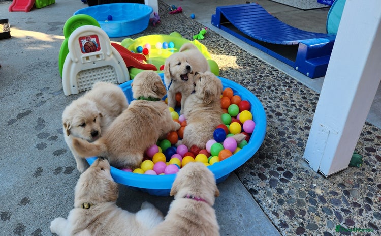 Golden Retriever dogs - Advert 1