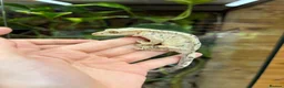 Gecko reptiles for sale: Ink blotch super dalmation crested geckos - Advert 3