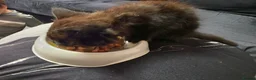 British Longhair cats for sale: Female black kitten - Advert 11