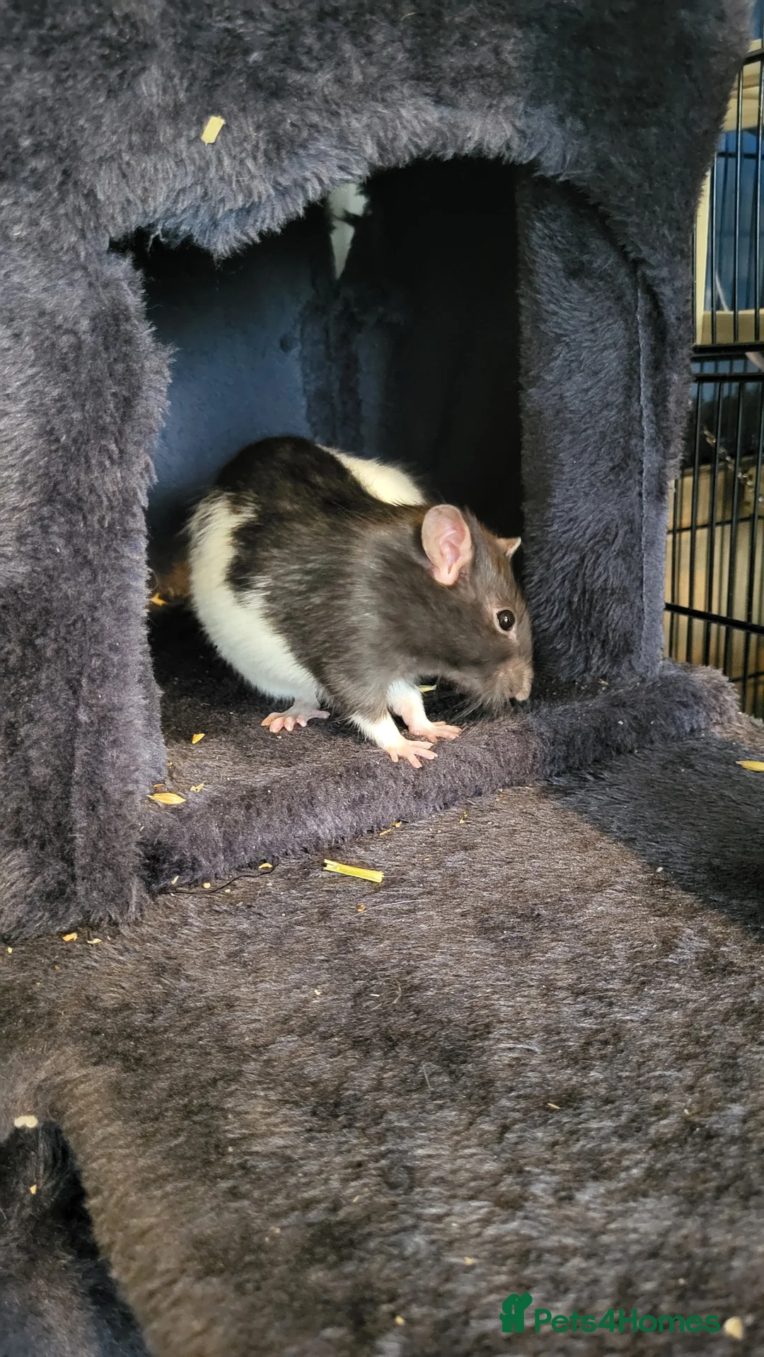 Rat rodents for sale: 4 Female Fancy Rats and Complete Setup  - Advert 10