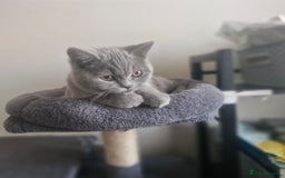 British Shorthair cats for sale: Beautiful BSH (2 Males & 2 Females, Blue & Lilac) - Image 10