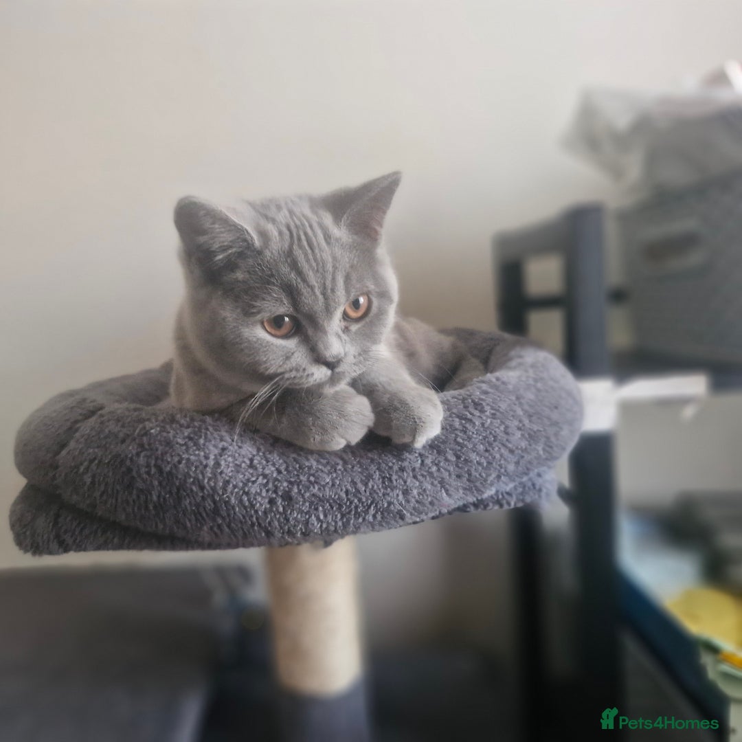 British Shorthair cats for sale: Beautiful BSH (2 Males & 2 Females, Blue & Lilac) - Image 10