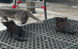 Mixed Breed cats for sale: 3 female kittens ready to go  - Image 17