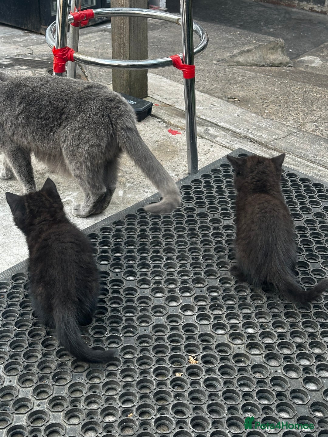 Mixed Breed cats for sale: 3 female kittens ready to go  - Image 17
