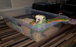 Parrots birds for sale: Talking Handreared Double-yellow-headed Amazon  - Image 3