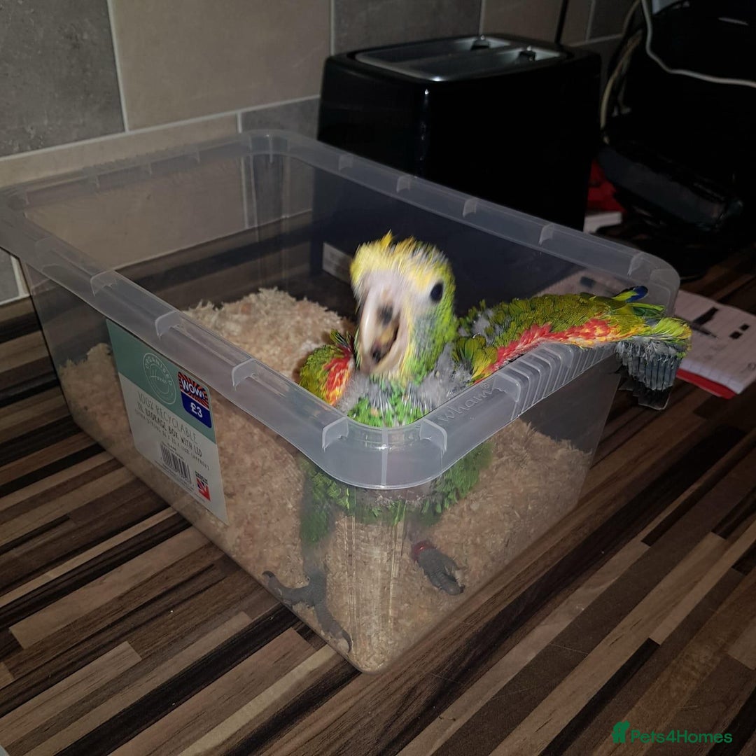 Parrots birds for sale: Talking Handreared Double-yellow-headed Amazon  - Image 3