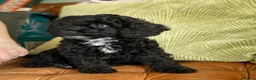 Cockapoo dogs for sale: Girl F2 cockapoo last one available - Advert 5