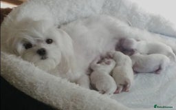 Maltese dogs for sale: ✨️ Beautiful Maltese Puppies 🐶 ✨️ - Image 5