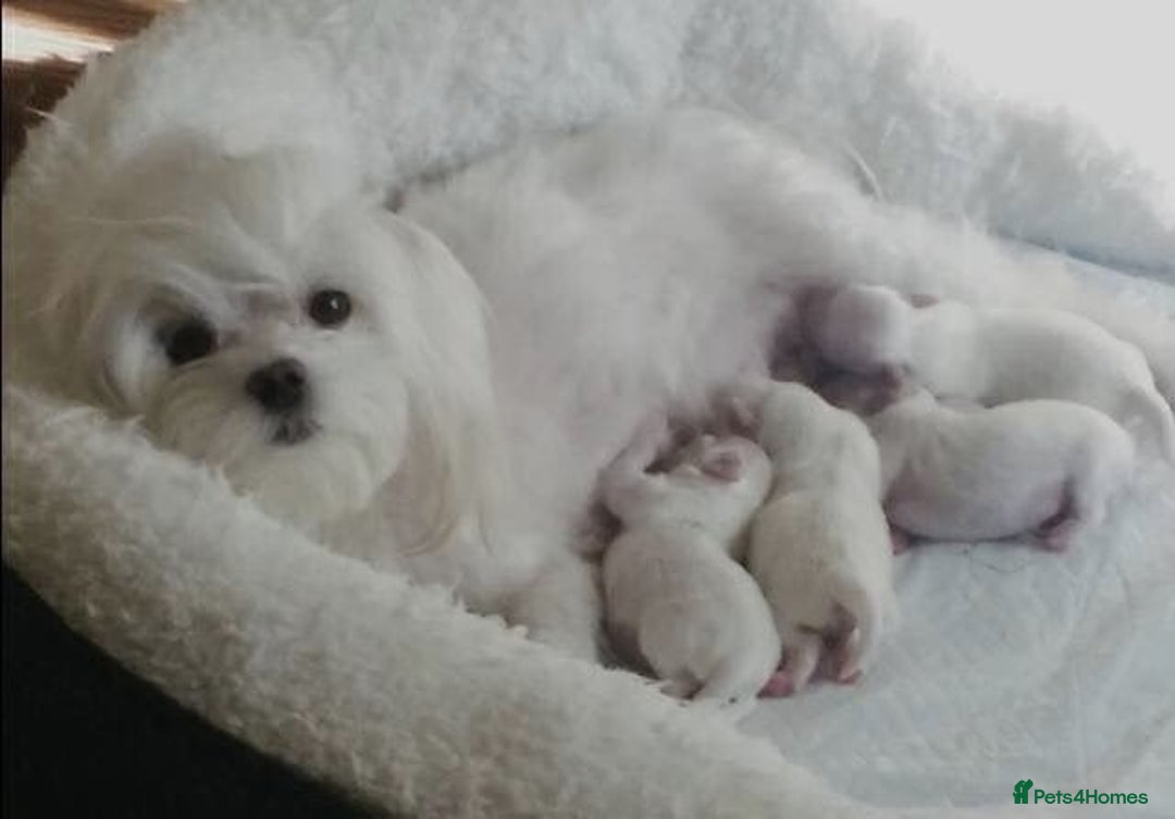 Maltese dogs for sale: ✨️ Beautiful Maltese Puppies 🐶 ✨️ - Image 5