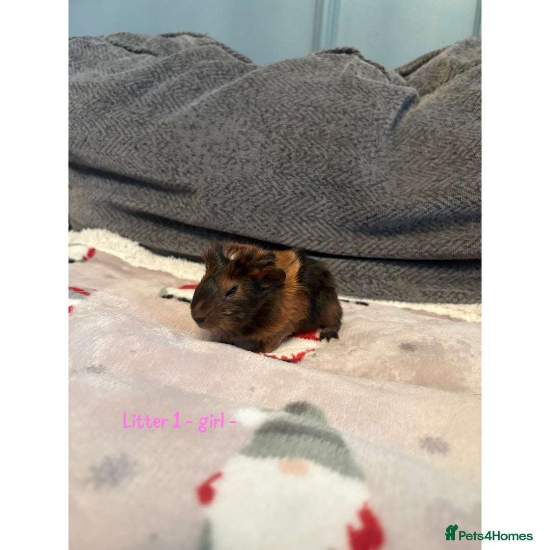 Guinea Pig rodents for sale: Beautiful baby guniea pig for sale Girls & Boys - Advert 4