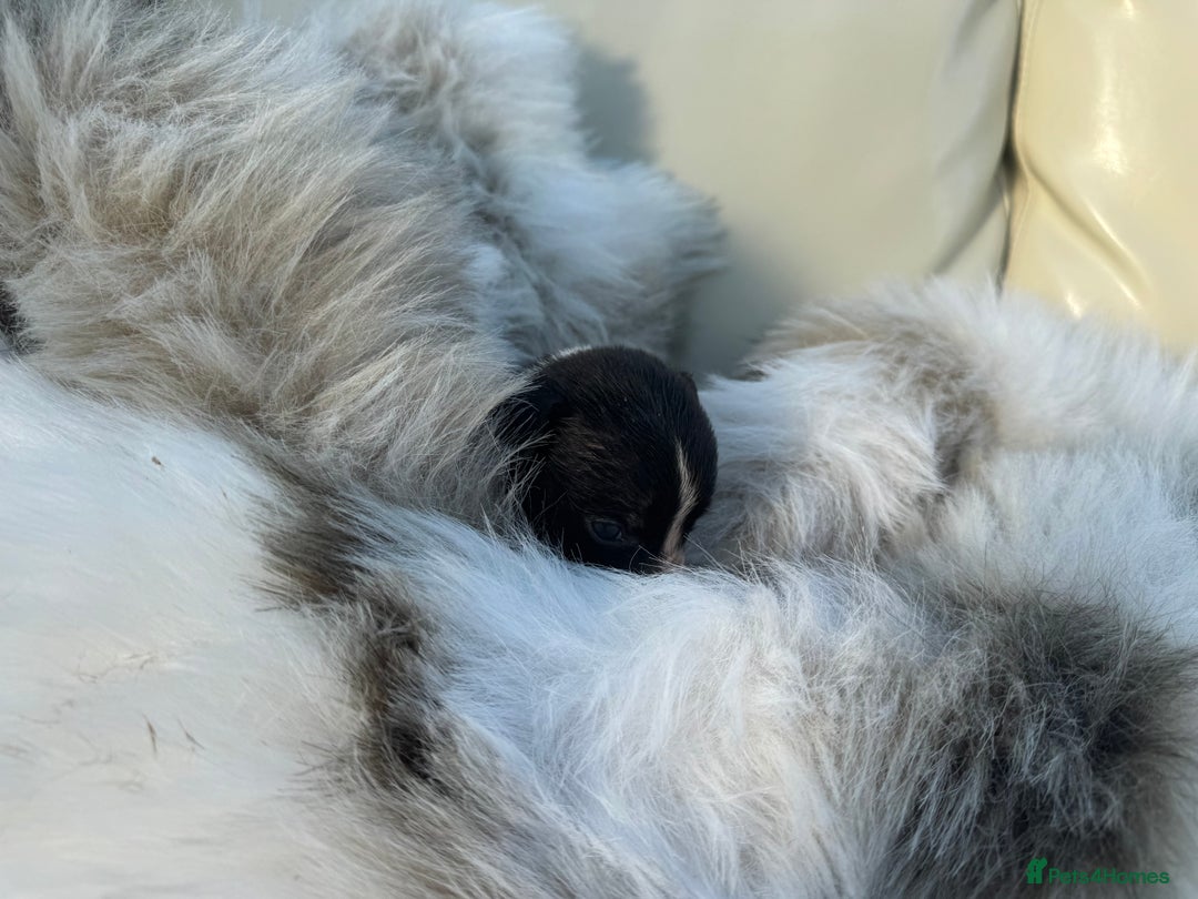 Mixed Breed dogs for sale: 🐾 Beautiful Whippet x Collie Puppies! 🐾 - Image 30