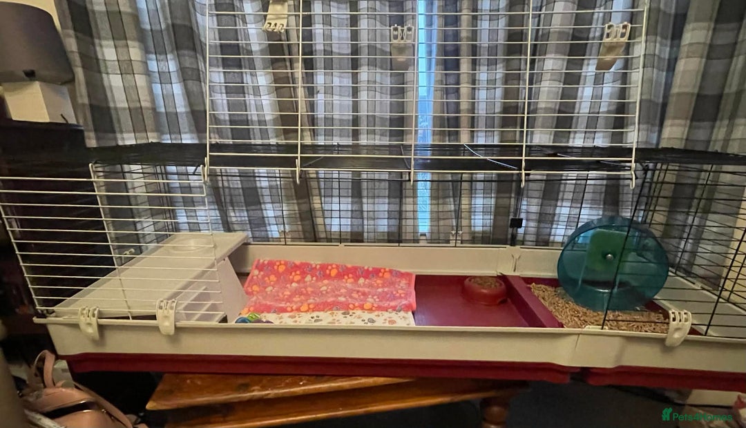 Pygmy Hedgehog rodents for sale: African Pygmy hedgehogs x2 with cage etc. - Advert 3