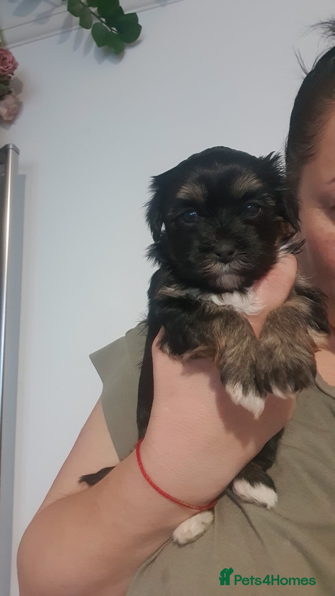 Morkie dogs for sale: ADORABLE MORKI BABIES 🐶 - Advert 10