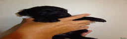 Cocker Spaniel dogs for sale: Cocker spaniel puppies 🐶 🐾 - Advert 3