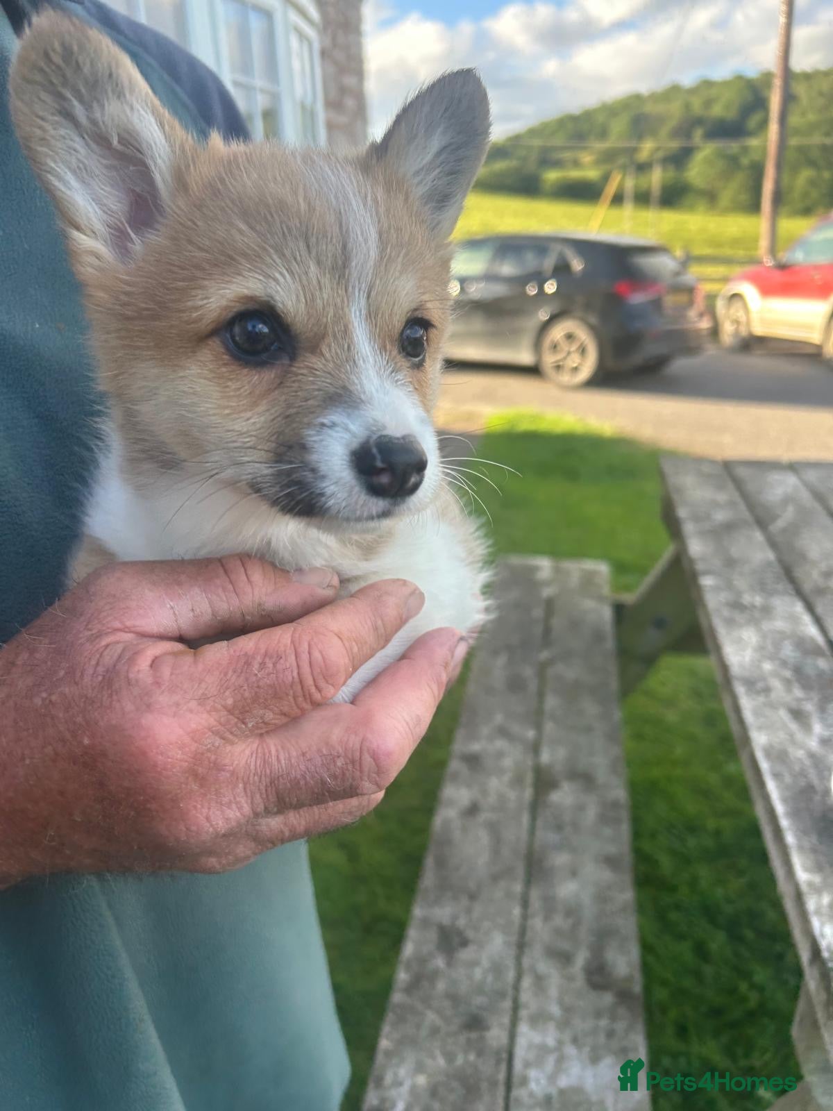 Welsh Corgi Pembroke dogs for sale: Lovely Corgi Girl Pup - Ready To Go - Advert 5