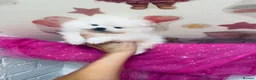 Pomeranian dogs for sale: Gorgeous White Kc babies 🌟🌟🌟🌟🌟 - Advert 5